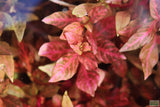 Alternanthera Reineckii Variegated_Aquarium Plant For Sale