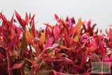 Alternanthera Reineckii Variegated_Aquarium Plant For Sale