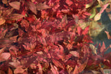 Alternanthera Reineckii Variegated_Aquarium Plant For Sale