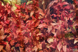 Alternanthera Reineckii Variegated_Aquarium Plant For Sale