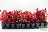 Alternanthera Reineckii Variegated_Aquarium Plant For Sale