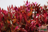 Alternanthera Reineckii Variegated_Aquarium Plant For Sale