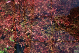 Alternanthera Reineckii Variegated_Aquarium Plant For Sale