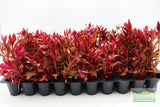 Alternanthera Reineckii Variegated_Aquarium Plant For Sale