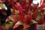 Alternanthera Reineckii "Variegated" (5-6 inches) (Our #1 selling Aquarium Plant)