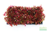 Alternanthera Reineckii Variegated_Aquarium Plant For Sale