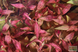 Alternanthera Reineckii Variegated_Aquarium Plant For Sale