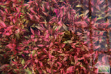 Alternanthera Reineckii Variegated_Aquarium Plant For Sale