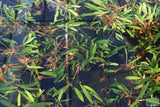 Anubias Afzelii (Afzelli) (Hardy Mid- Ground Freshwater Aquarium Plant)