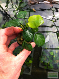 Anubias Barteri "Golden Coin"  (Smaller with many leaves nickel size) NICE PLANTS