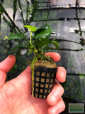 Anubias Barteri "Golden Coin"  (Smaller with many leaves nickel size) NICE PLANTS