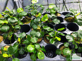 Anubias Barteri "Golden Coin"  (Smaller with many leaves nickel size) NICE PLANTS