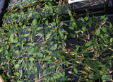 Anubias Gigantea (the Ultimate Anubias) POTTED