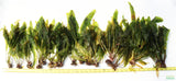 Aponogeton Boivinianus (The Best Background Cichlid Plant We Sell)