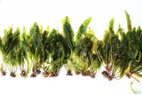 Aponogeton Boivinianus (The Best Background Cichlid Plant We Sell)