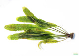 Aponogeton Boivinianus (The Best Background Cichlid Plant We Sell)