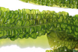 Aponogeton Boivinianus (The Best Background Cichlid Plant We Sell)
