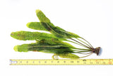 Aponogeton Boivinianus (The Best Background Cichlid Plant We Sell)