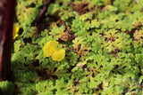 Azolla