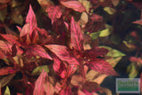 Alternanthera Reineckii "Variegated" (5-6 inches) (Our #1 selling Aquarium Plant)