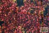 Alternanthera Reineckii Variegated_Aquarium Plant For Sale