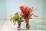 Ammania Gracilis (Thick RED Aquarium Plant)