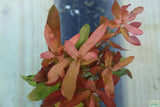Ammania Gracilis_Thick Red Aquarium Plant_Red Plants_Red Aquarium Plants_reds_ammanias_Aquarium Plant_Aquarium Plants_Aquarium Plants for sale