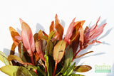 Ammania Gracilis (Thick RED Aquarium Plant)