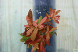 Ammania Gracilis_Thick Red Aquarium Plant_Red Plants_Red Aquarium Plants_reds_ammanias_Aquarium Plant_Aquarium Plants_Aquarium Plants for sale