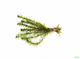 Anacharis Elodea (Easy Low Light Aquarium Plant)