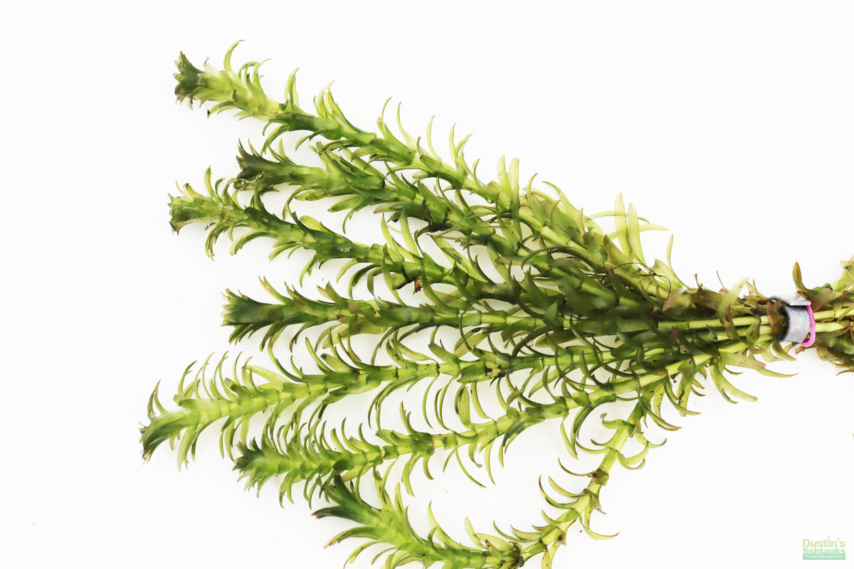 elodea fish tank net Anacharis Elodea (Easy Low Light Aquarium Plant) – DustinsFishtanks