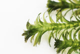 Anacharis Elodea (Easy Low Light Aquarium Plant)