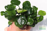 Anubias Barteri "Golden Coin"  (Smaller with many leaves nickel size) NICE PLANTS