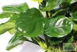 Anubias Barteri "Golden Coin"  (Smaller with many leaves nickel size) NICE PLANTS