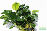 Anubias Barteri "Golden Coin"  (Smaller with many leaves nickel size) NICE PLANTS