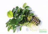 Anubias Barteri "Golden Coin"  (Smaller with many leaves nickel size) NICE PLANTS