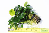 Anubias Barteri "Golden Coin"  (Smaller with many leaves nickel size) NICE PLANTS