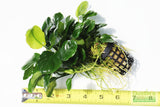 Anubias Barteri "Golden Coin"  (Smaller with many leaves nickel size) NICE PLANTS