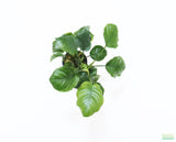 Anubias Barteri "Golden Coin"  (Smaller with many leaves nickel size) NICE PLANTS