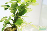 Anubias Barteri "Golden Coin"  (Smaller with many leaves nickel size) NICE PLANTS