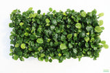 Anubias Barteri "Golden Coin"  (Smaller with many leaves nickel size) NICE PLANTS