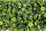 Anubias Barteri "Golden Coin"  (Smaller with many leaves nickel size) NICE PLANTS