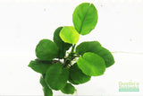 Anubias Barteri "Golden Coin"  (Smaller with many leaves nickel size) NICE PLANTS