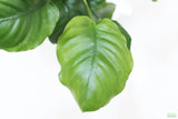 Anubias Barteri "Golden Coin"  (Smaller with many leaves nickel size) NICE PLANTS