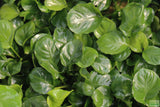 Anubias Barteri "Golden Coin"  (Smaller with many leaves nickel size) NICE PLANTS