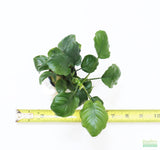 Anubias Barteri "Golden Coin"  (Smaller with many leaves nickel size) NICE PLANTS