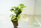 Anubias Barteri "Golden Coin"  (Smaller with many leaves nickel size) NICE PLANTS