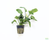 Anubias Barteri "Golden Coin"  (Smaller with many leaves nickel size) NICE PLANTS