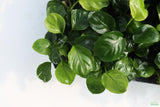 Anubias Barteri "Golden Coin"  (Smaller with many leaves nickel size) NICE PLANTS