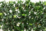 Anubias Barteri "Golden Coin"  (Smaller with many leaves nickel size) NICE PLANTS